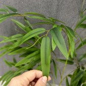 仿真竹叶 67cm 毛竹禅意花瓶摆件装饰品
