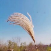 环创diy 芦苇 约60cm高 100支/组